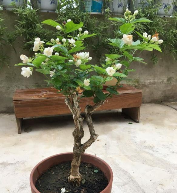 茉莉花花苞没开就掉了怎么回事,鲜切茉莉花花苞没开就掉了咋回事