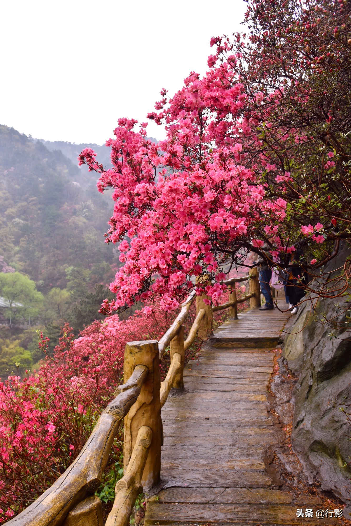 云雾山武汉,武汉汉口北打卡网红景点
