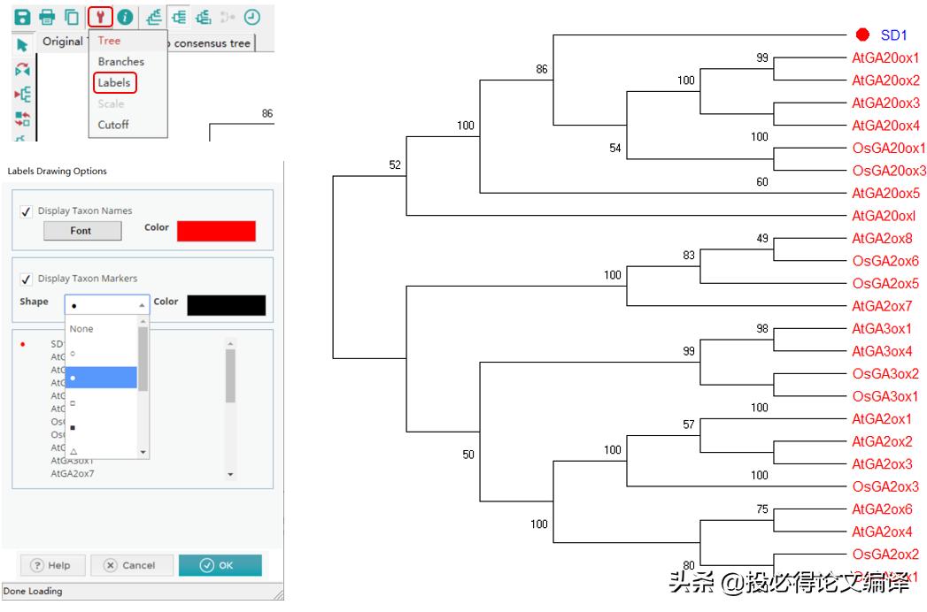 生物学应用软件,制作生物进化树的软件