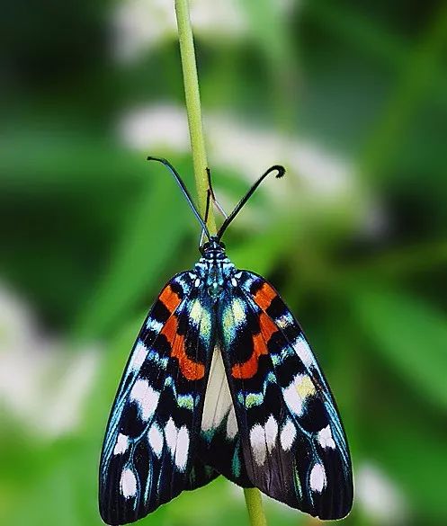 传说中的蛊虫真的有吗,传说中的扑棱蛾子