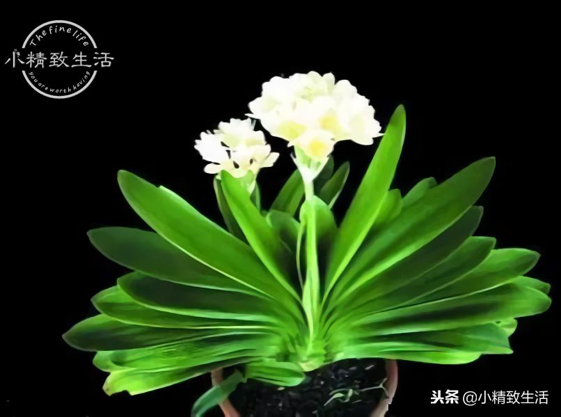 养君子兰需要什么条件才能开花,君子兰怎么养护才能让它开花