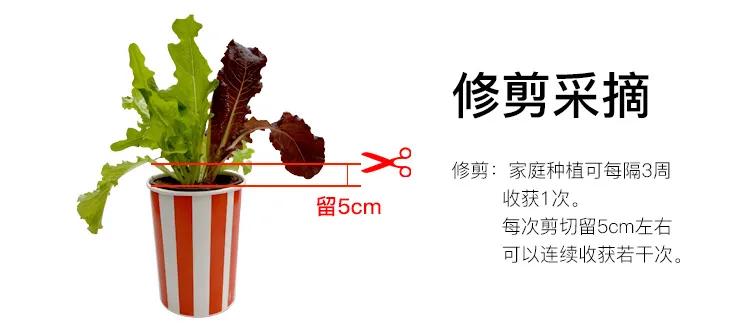 夏季适合做沙拉的蔬菜有哪些,种蔬菜教程阳台