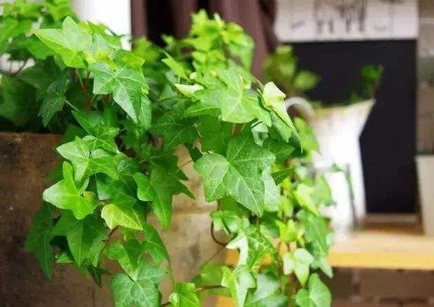 常春藤用什么样的盆好看,常春藤用深盆还是浅盆好