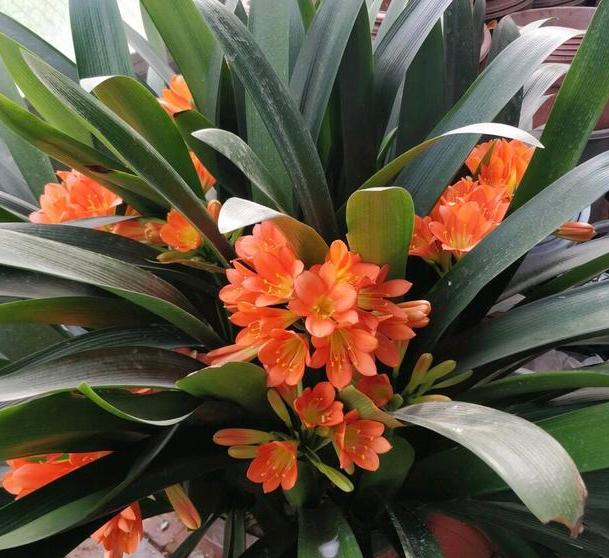 夏季君子兰烂根的补救方法,君子兰烂根夏天怎么处理用多菌灵