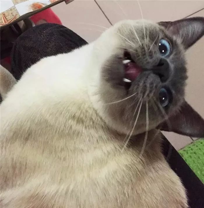 猫咪每天晚上不睡觉的原因,猫咪晚上突然不正常