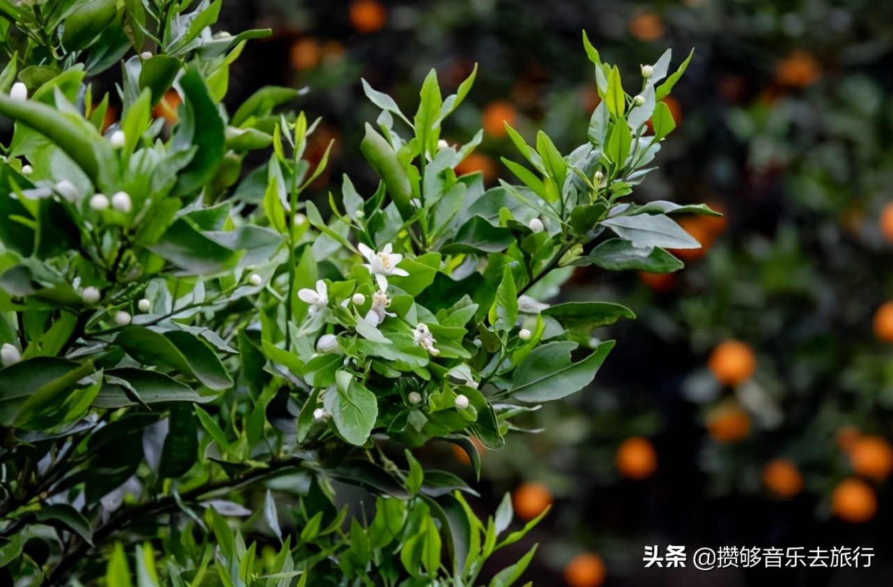 彭山网红打卡地南巷街,成都红枫岭网红打卡地