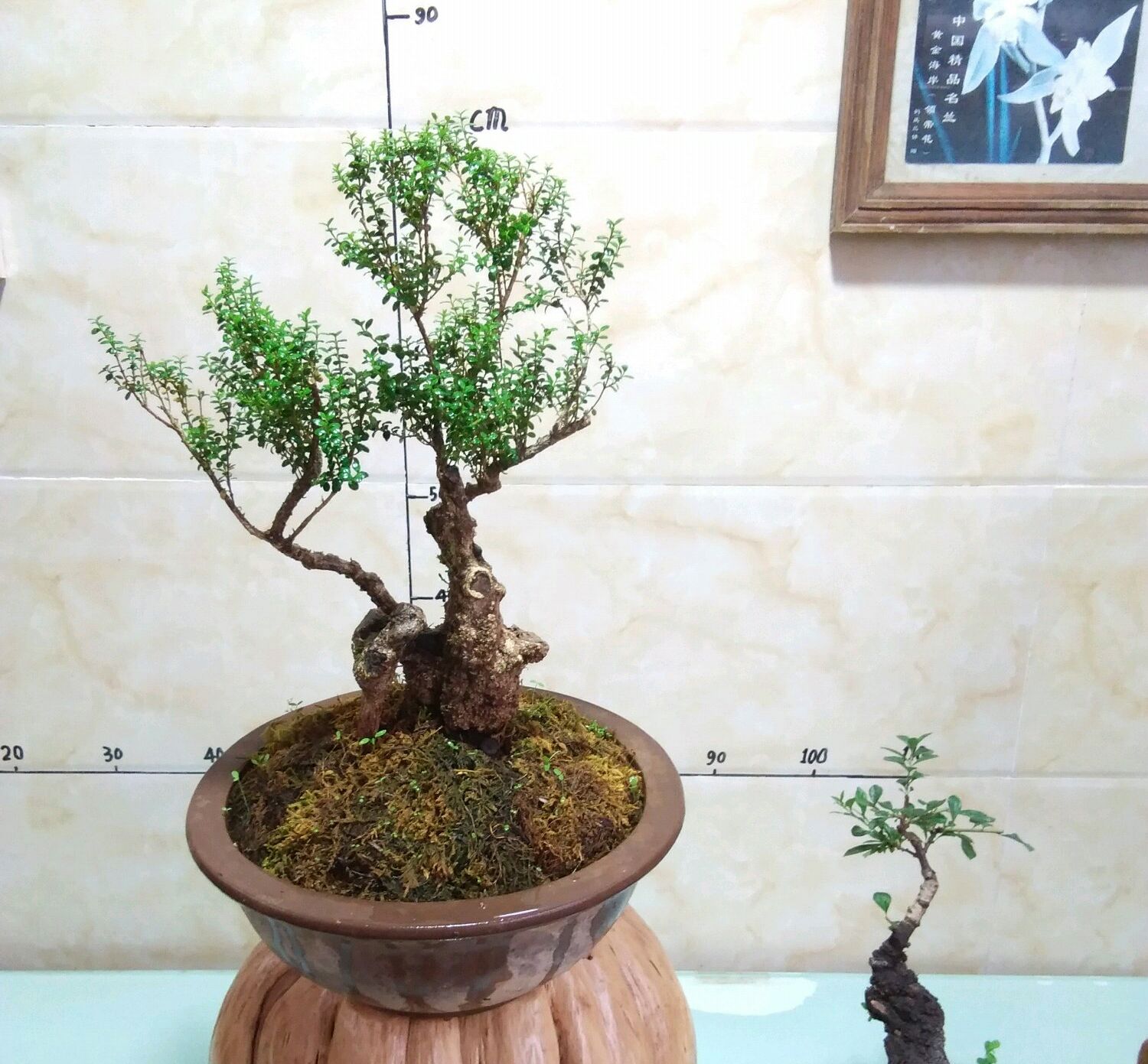 黄杨下山老桩先长根后发芽吗,春天黄杨冒芽时能修剪吗