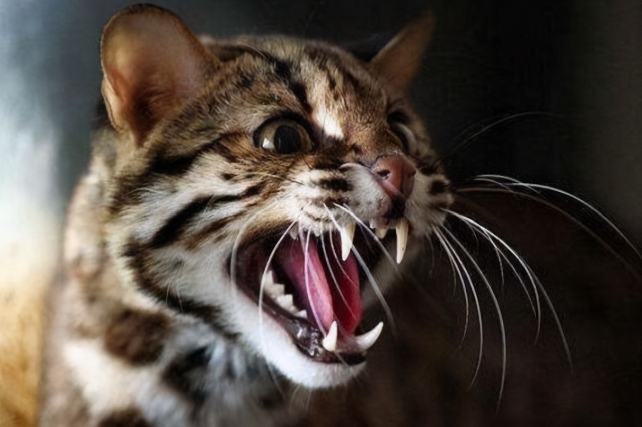 野生豹猫到村民家里偷鸡,豹猫偷鸡事件