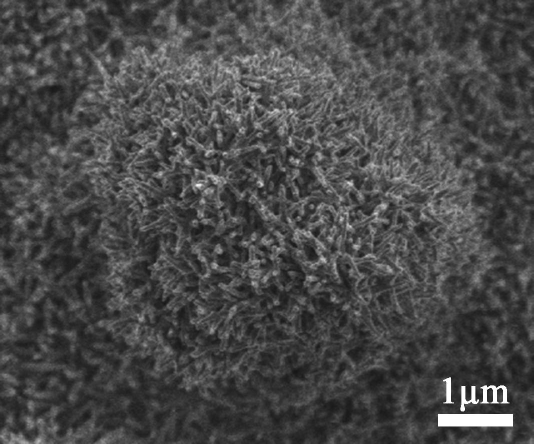 荷叶为什么出淤泥而不染读后感,荷叶出淤泥而不染濯清涟而不妖