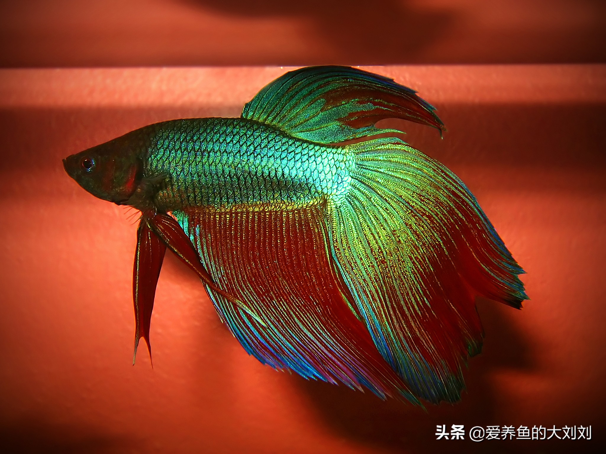 为什么泰国斗鱼一直养不出状态,泰国斗鱼的寿命能达到多少