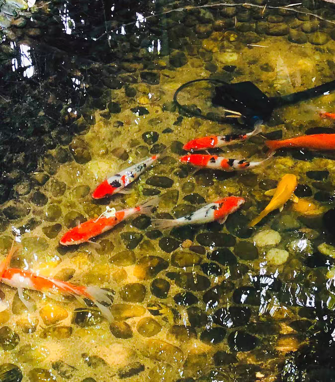 锦鲤不用加温怎么预防白点病,锦鲤水霉病和白点病怎么区别