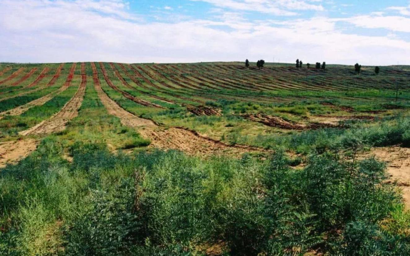 植树造林40年,黄河水变清中国植树造林