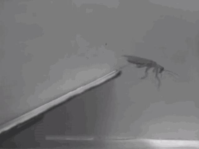 你家的蟑螂再狡猾也躲不过这一招,有没有什么解决蟑螂的小妙招