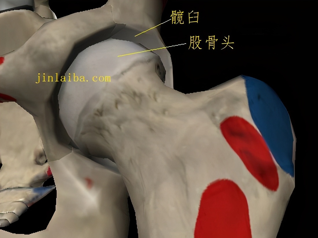 髋关节骨性关节炎怎么非手术治疗,髋关节撞击综合症非手术治疗