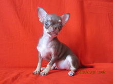 养吉娃娃属于小型犬吗,适合家庭饲养的小型犬吉娃娃