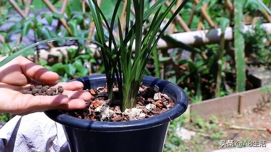 兰花蕙兰十大名品,蕙兰名品大全欣赏