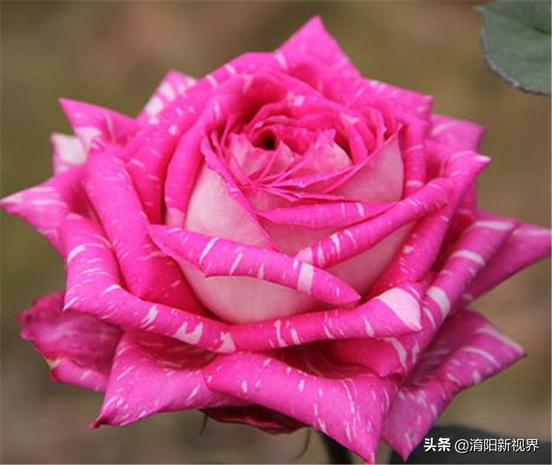 月季创新造型是什么,热门月季品种推荐图片欣赏