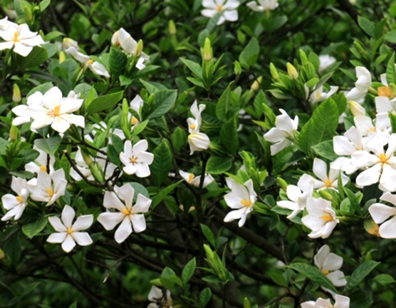 栀子花叶黄怎么办视频,栀子花用什么肥料最好