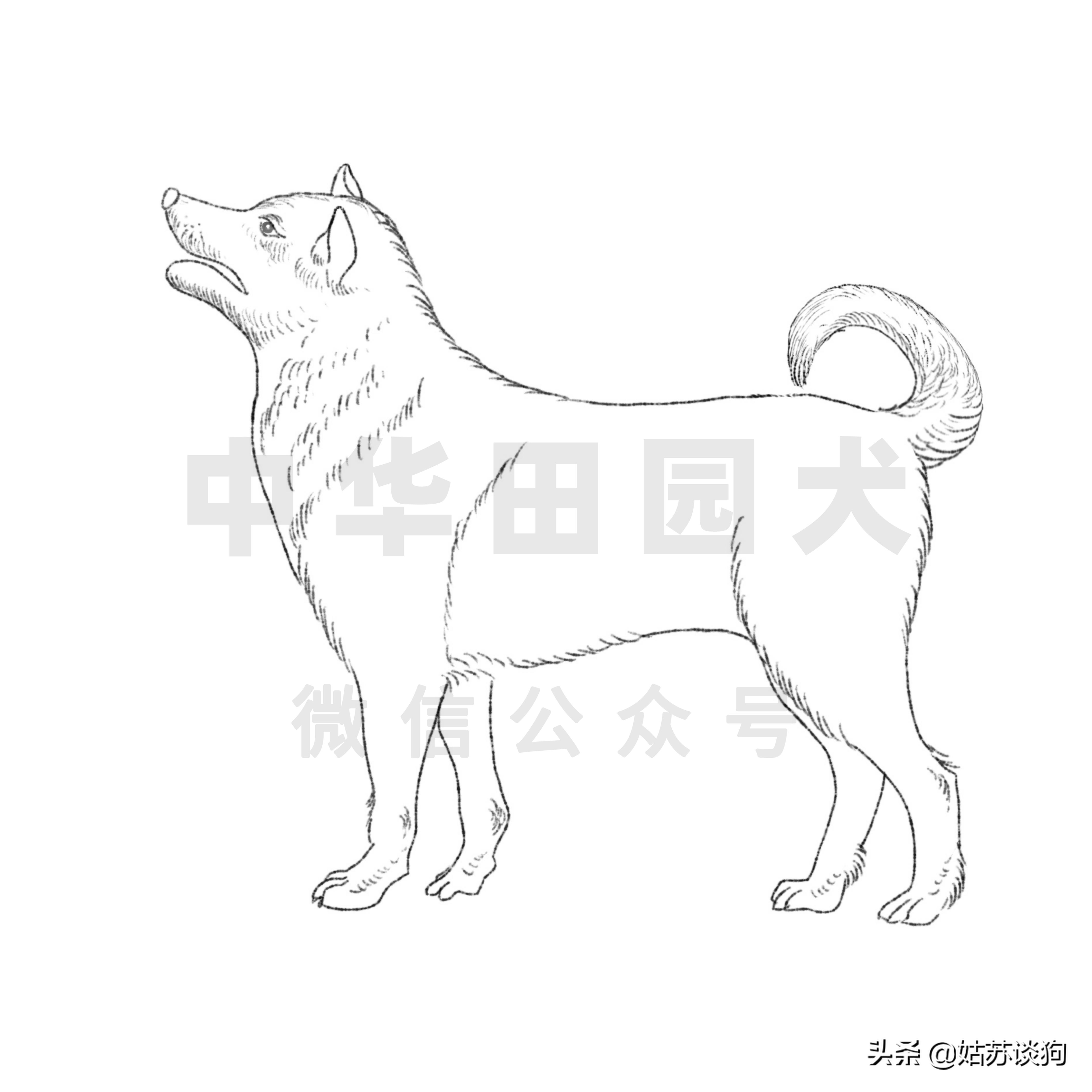中华田园犬土狗品种图片,中华田园犬广西土狗