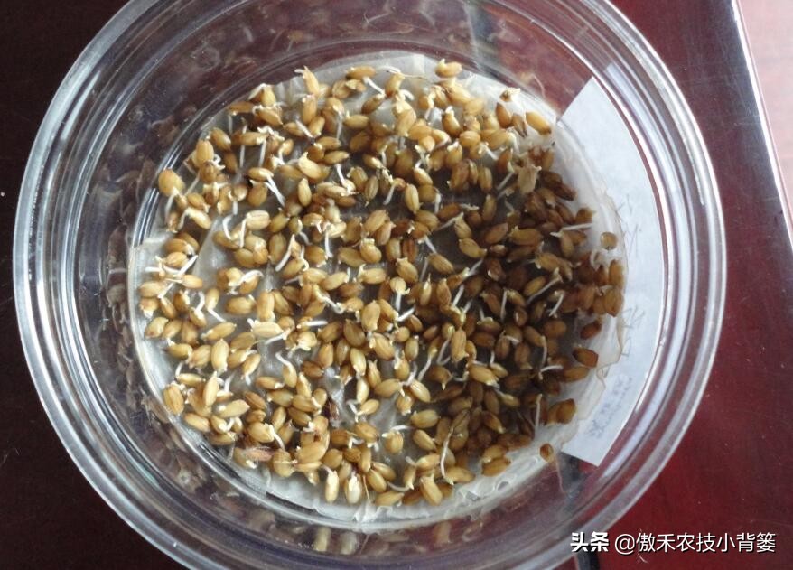 学会这些种植小技巧,妙招壮苗