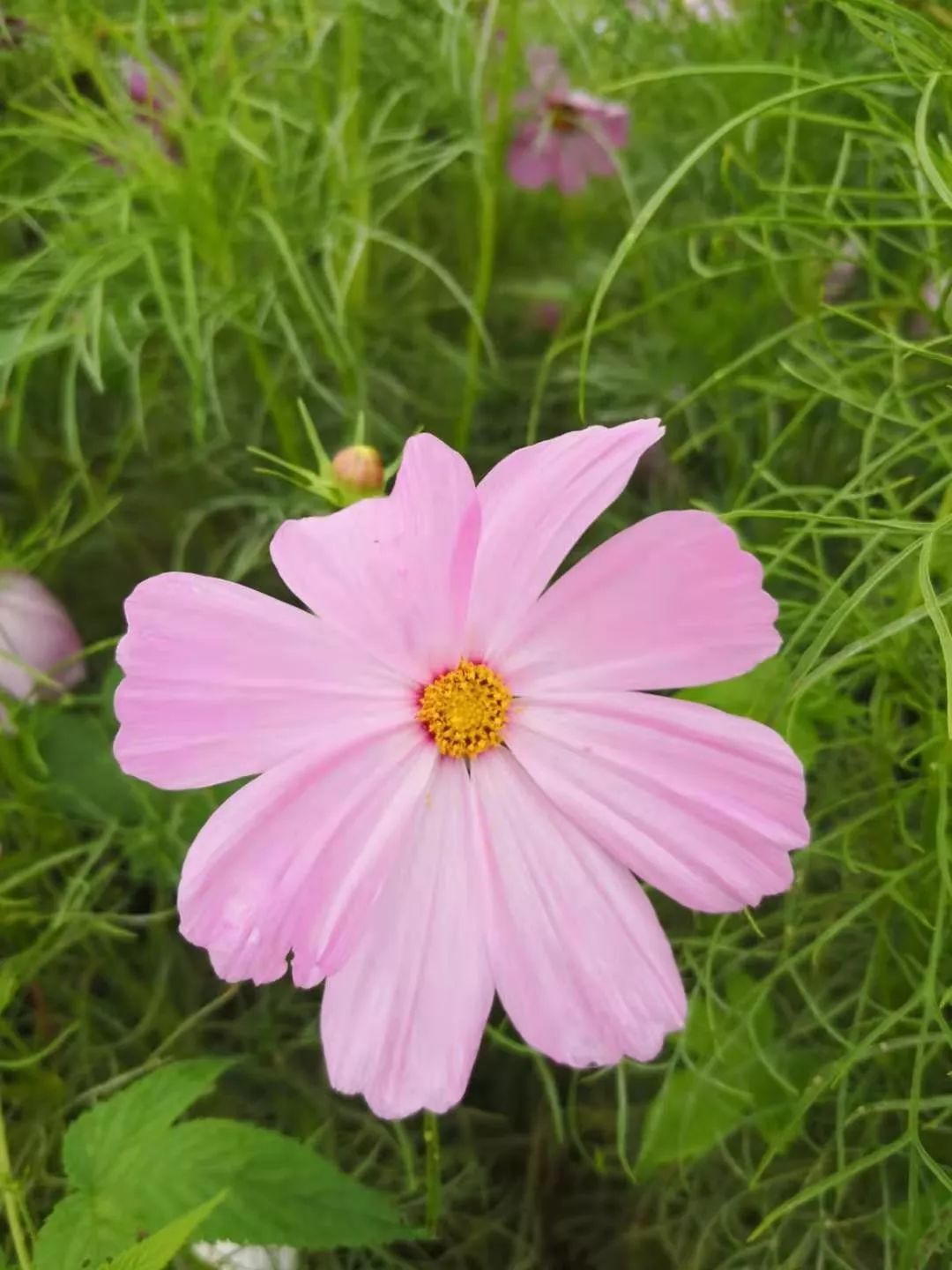 萧红故居边的补鞋店,居然藏着“人生真相”……