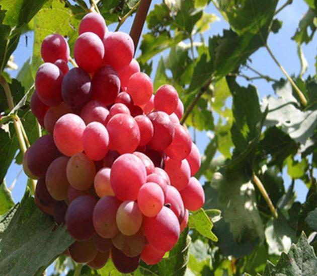 常见人工增甜剂,增甜剂哪种最好