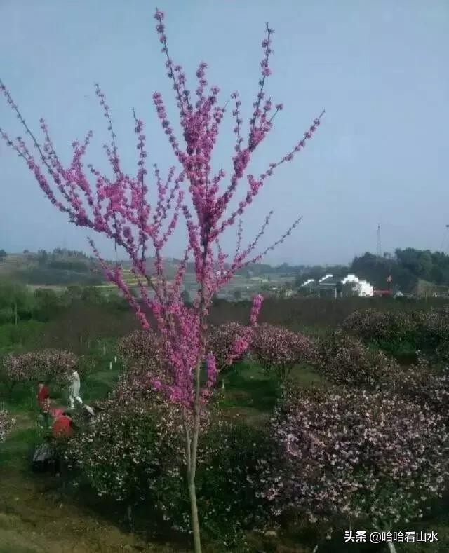 希尔寨，花的世界，花的海洋