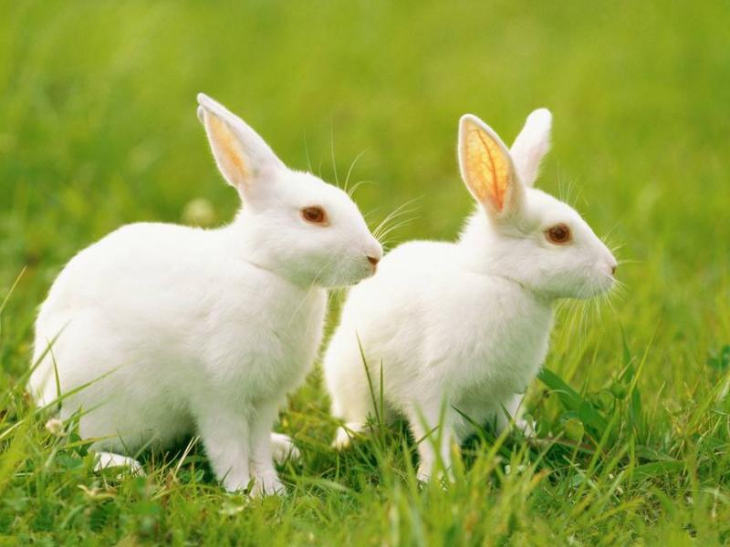 适合学生党养的宠物要便宜又可爱,适合学生党养的宠物便宜好养