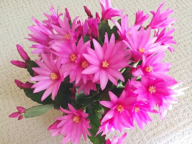 开花超美de仙人掌三千金：蟹爪兰、仙人指、假昙花，你能分清吗？