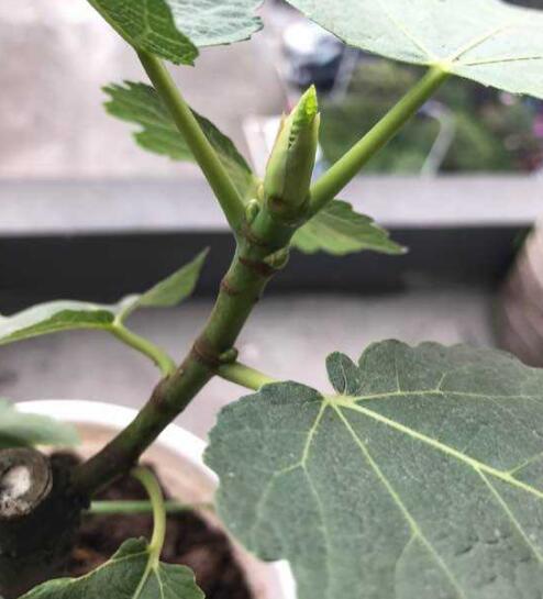 盆栽无花果树怎么养才能长得好,盆栽无花果的养殖方法和注意事项