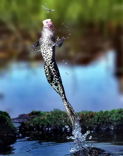 池塘里蛙声一片的散文,初夏夜晚蛙声的散文