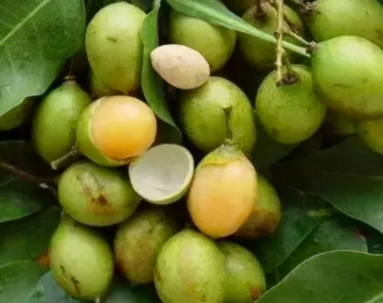 最“酸”的水果，果肉就像“鸡蛋”挂果期要150天，竟卖出天价