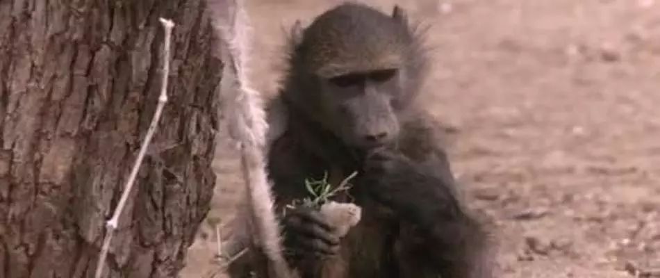 记录中国各种珍稀动物的纪录片,20分钟大自然动物世界纪录片