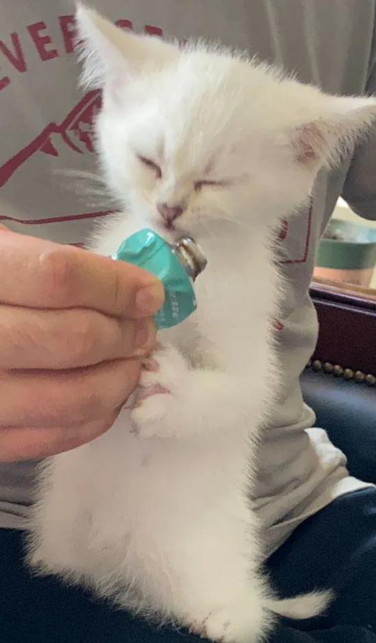 交易猫买号可信吗,在网上买猫靠谱吗