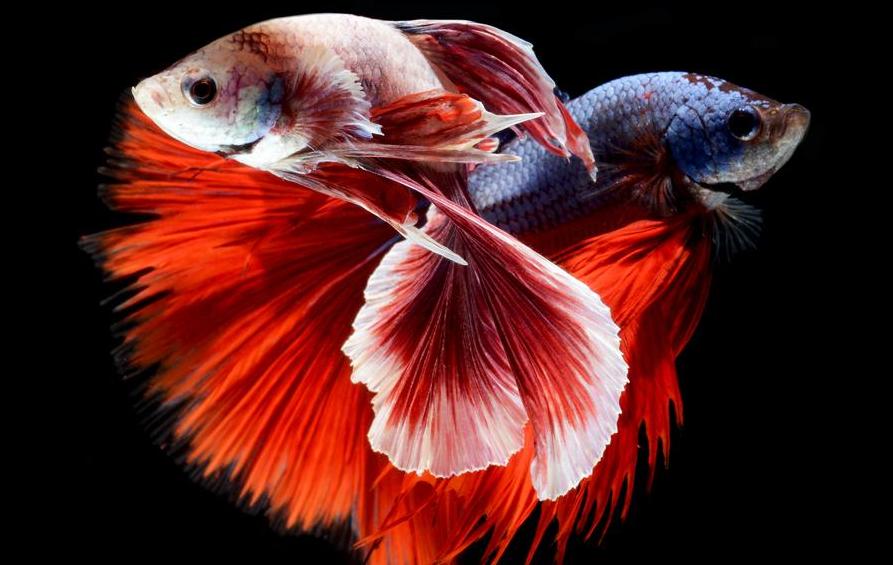 养斗鱼的十大奇葩要求,零基础养斗鱼小知识