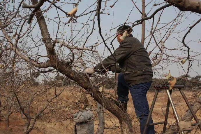 果树清园口诀,果园春季清园药