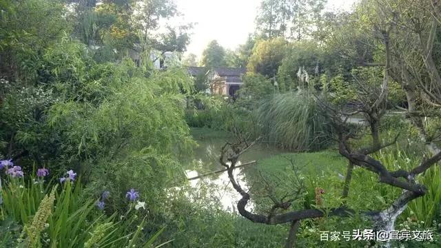 国内赏竹,中国人赏竹