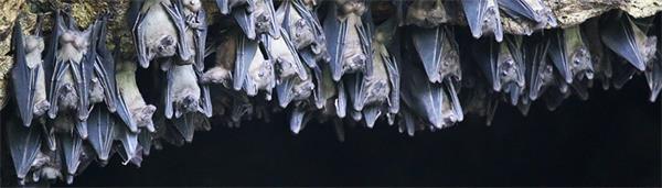 蝙蝠携带病毒为什么不生病,蝙蝠携带大量致命病毒