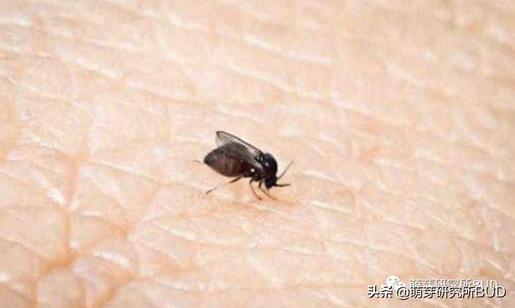 小孩子视力下降怎么可以恢复,儿童视力恢复最佳方法3-6岁