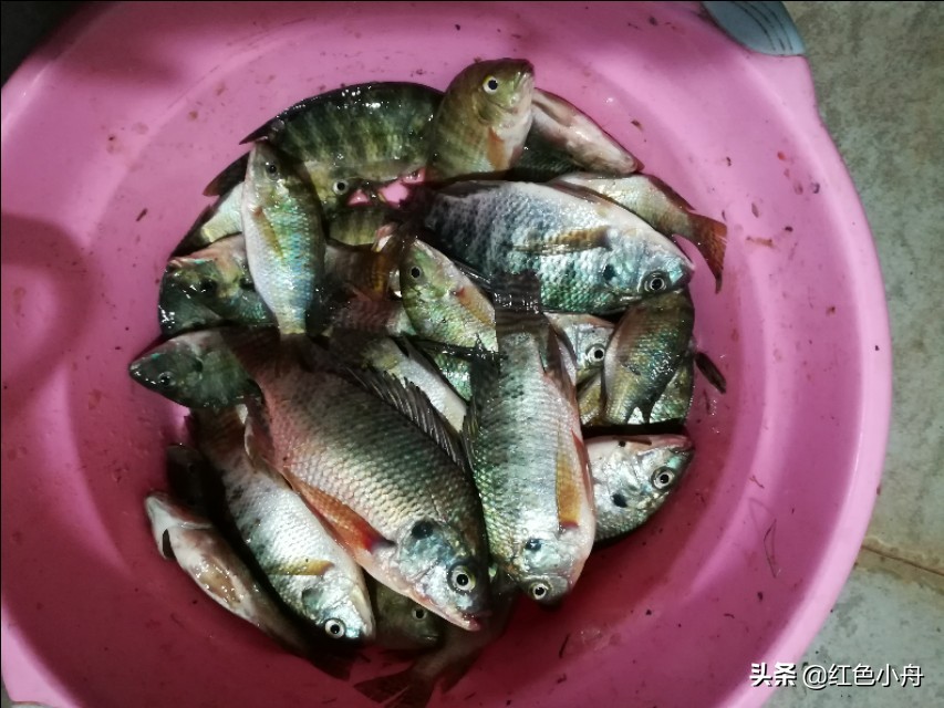 鲤鱼草鱼罗非鱼饵料配方,鲤鱼罗非鱼通杀饵料搭配
