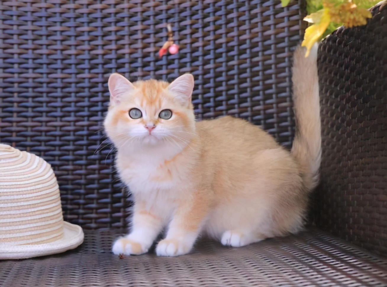 最“听话”的6种猫咪，主人说“东”绝不会往“西”