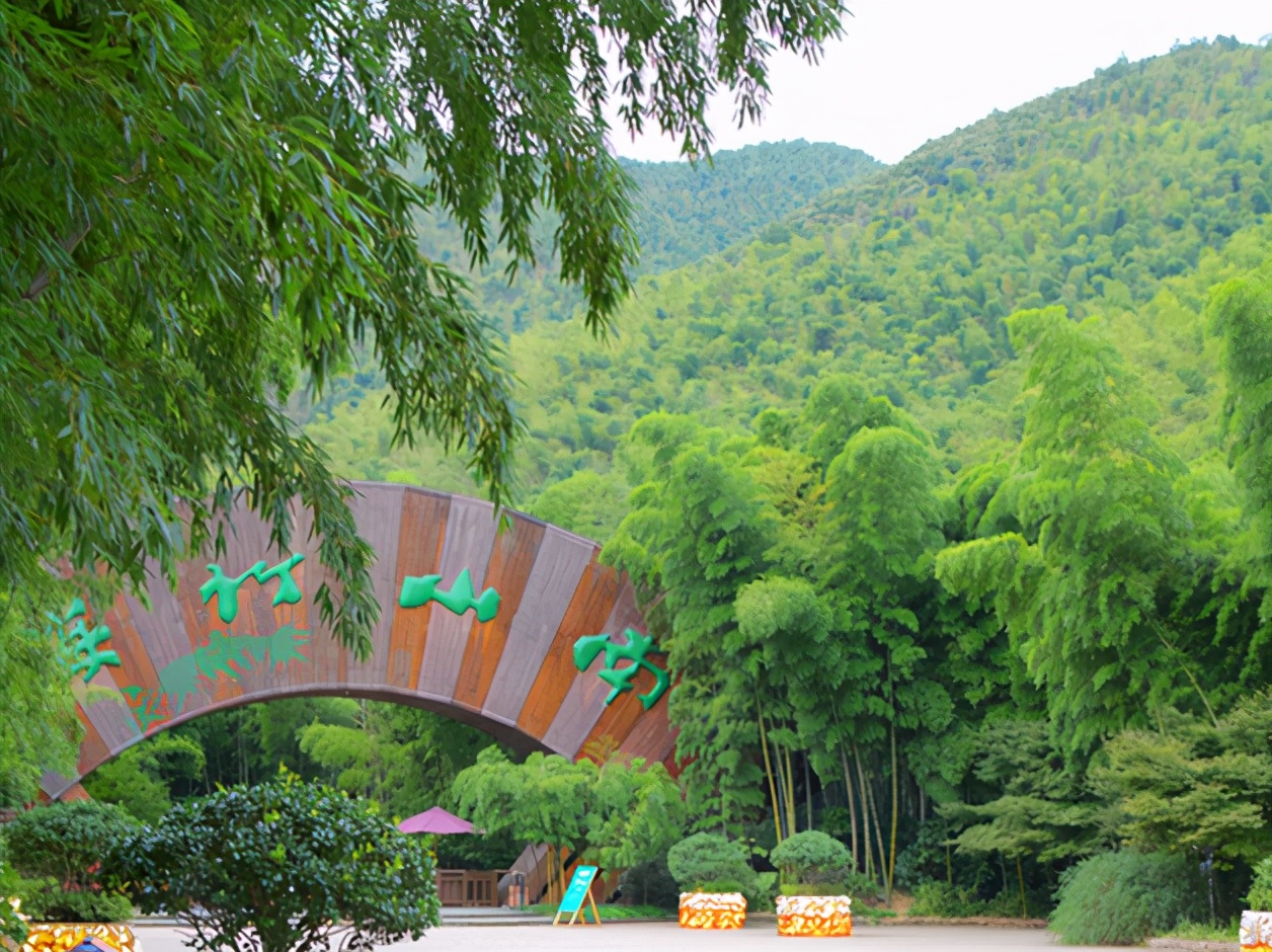 中国大竹海和蜀南竹海,中国最美南山竹海