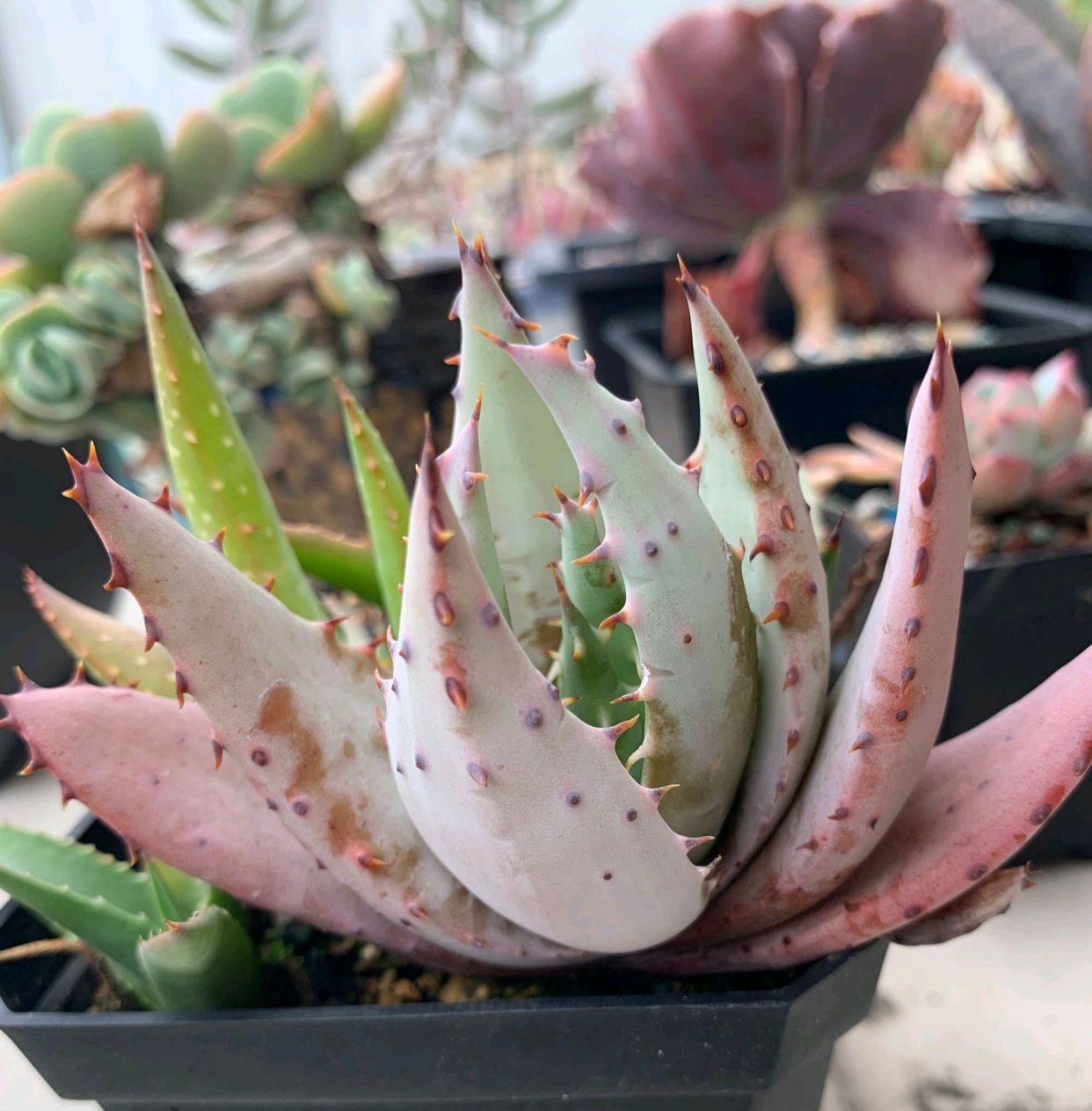 芦荟浇水方法芦荟需要施肥吗,芦荟根部腐烂叶子发黑怎么救活