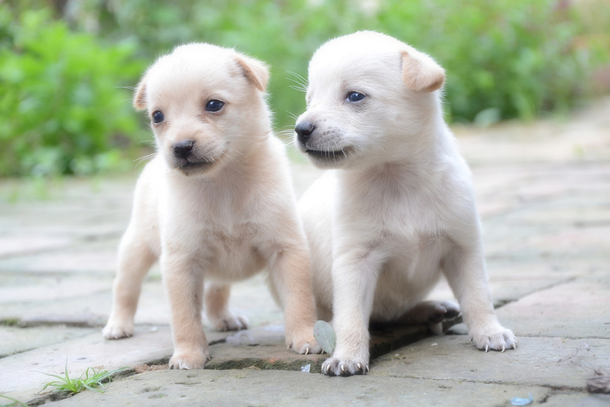 狗狗缺钙有哪些表现怎样补钙,狗缺钙表现有哪些症状图片