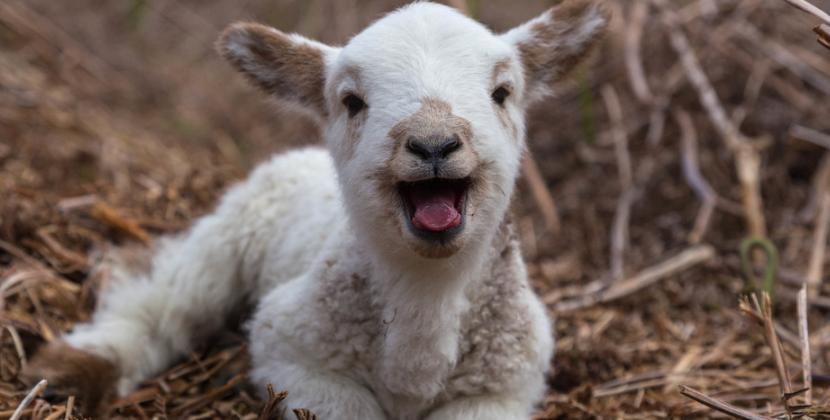 小羊羔为什么难养活,小羊羔养殖