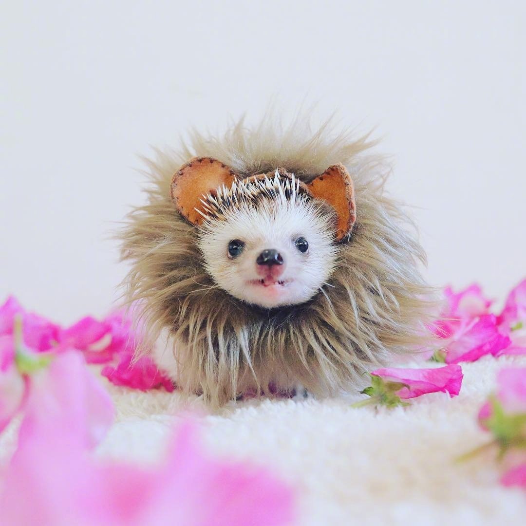 呆萌刺猬图片头像,刺猬可爱图片头像