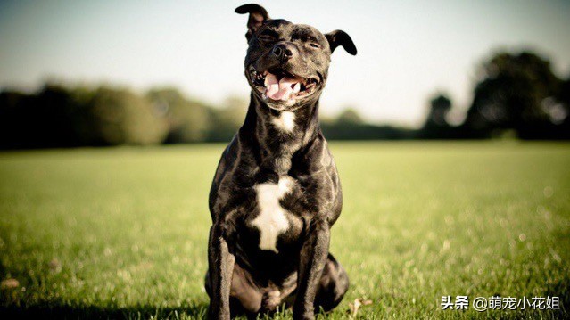 去犬舍买狗如何避免被坑,犬舍买狗注意事项