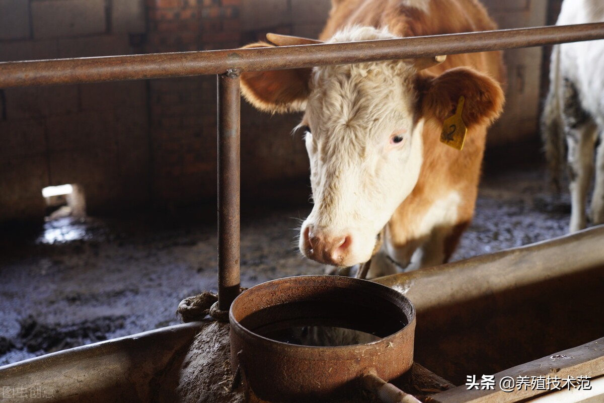 在广西农村养殖什么最赚钱,1万块钱在农村养殖什么赚钱