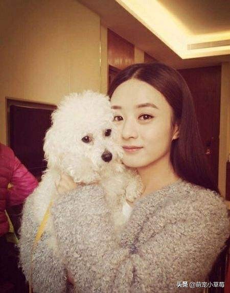 全球六大最好看男明星,盘点各明星养什么狗