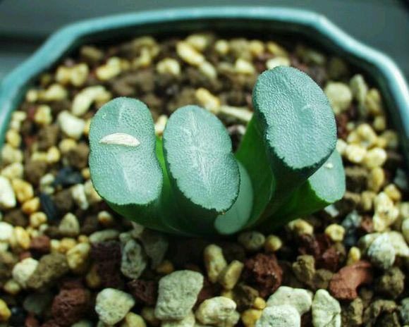 玉扇怎么判断品相,什么玉扇品种最好